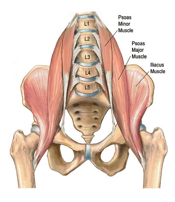 Tight Hip Flexors May be the Root of your Constant Pain | Bodyworks DW